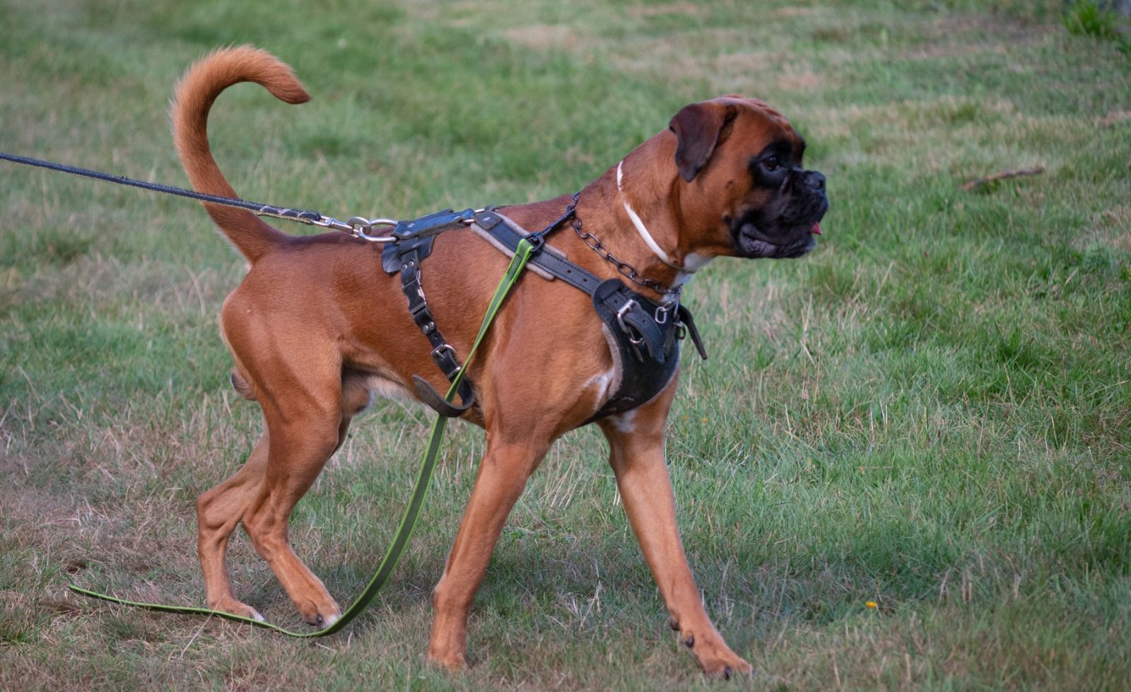 Boxer-Klub e. V. Logo